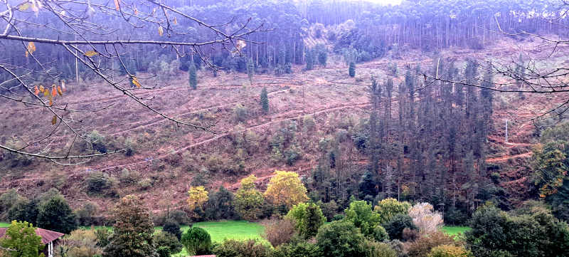 Los montes de pinos y las pistas tras la tala