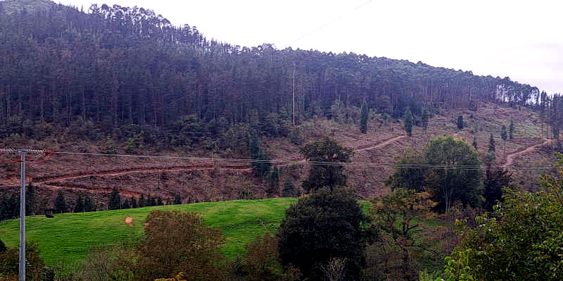 Los montes de pinos y las pistas tras la tala