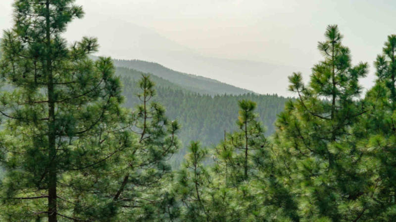La energia eólica y los montes de pinos